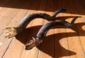 Kudu Horn Shofar