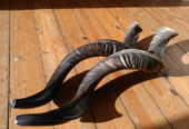 Kudu Horn Shofar