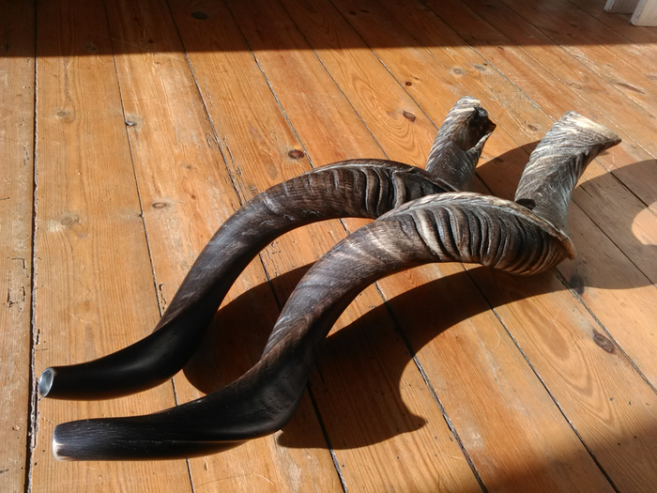 Kudu Horn Shofar