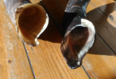 Kudu Horn Shofar