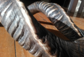 Kudu Horn Shofar