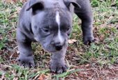 Male American bully puppy