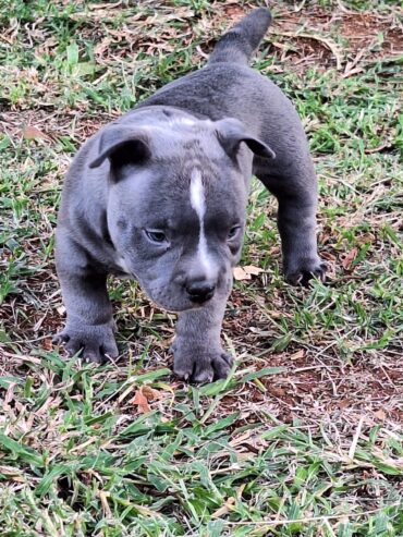 Male American bully puppy