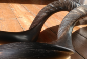 Kudu Horn Shofar