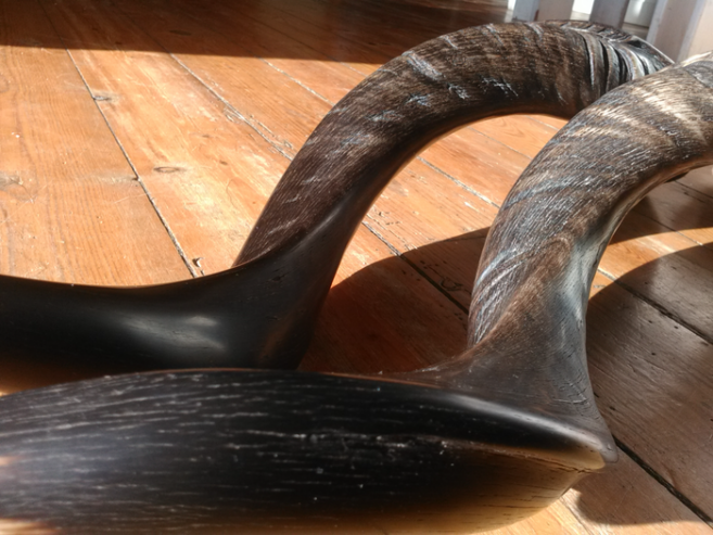 Kudu Horn Shofar