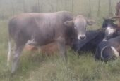 Bull calves