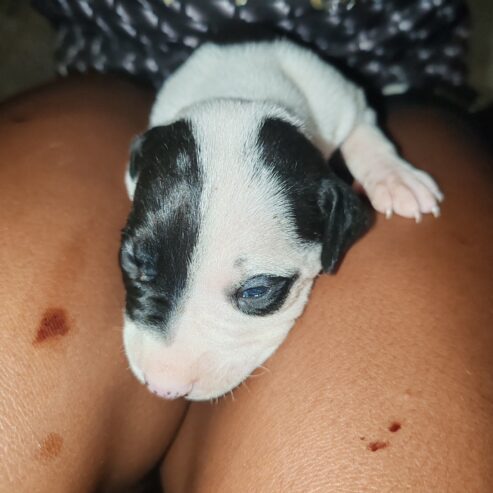 Puppies for sale