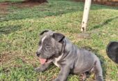 Male American bully puppy