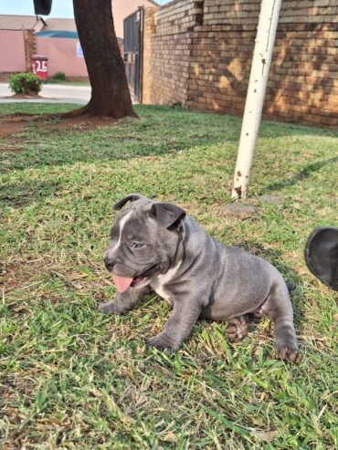 Male American bully puppy