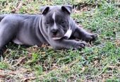 Male American bully puppy