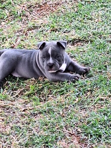 Male American bully puppy