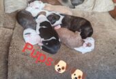 Puppies for sale