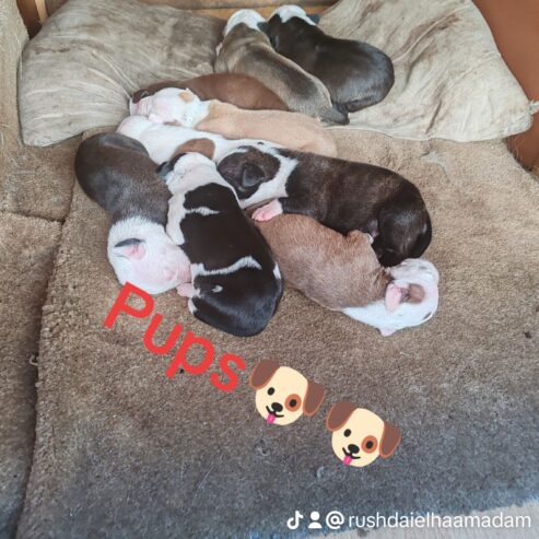 Puppies for sale