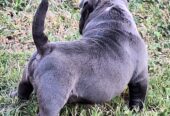 Male American bully puppy