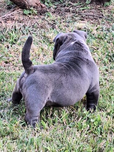 Male American bully puppy