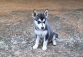 Siberian husky female 8 week old