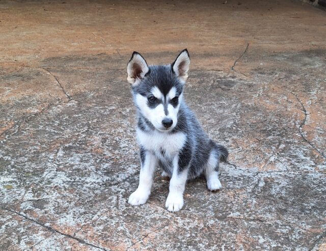 Siberian husky female 8 week old