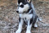 Siberian husky female 8 week old