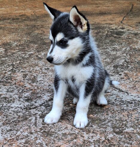 Siberian husky female 8 week old