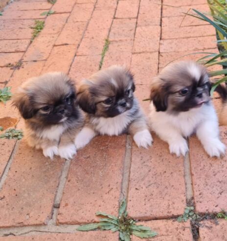 Purebred miniature Pekignese Puppies