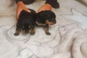 ROTWEILLER PUPPIES