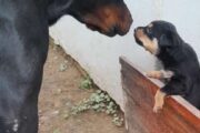 ROTWEILLER PUPPIES