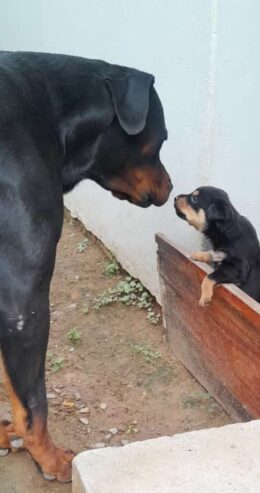 ROTWEILLER PUPPIES