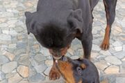 ROTWEILLER PUPPIES