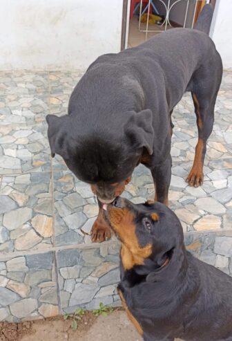 ROTWEILLER PUPPIES