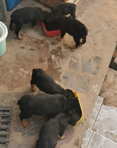 ROTWEILLER PUPPIES