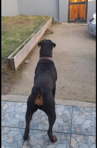 ROTWEILLER PUPPIES