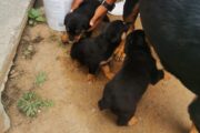 ROTWEILLER PUPPIES