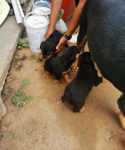 ROTWEILLER PUPPIES