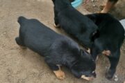 ROTWEILLER PUPPIES