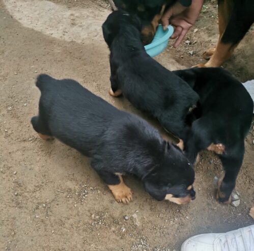 ROTWEILLER PUPPIES