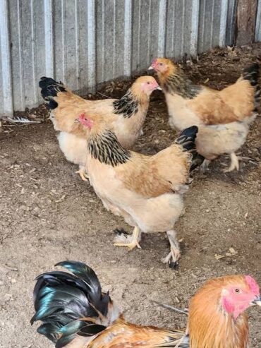 Brahma and orpington fertile eggs