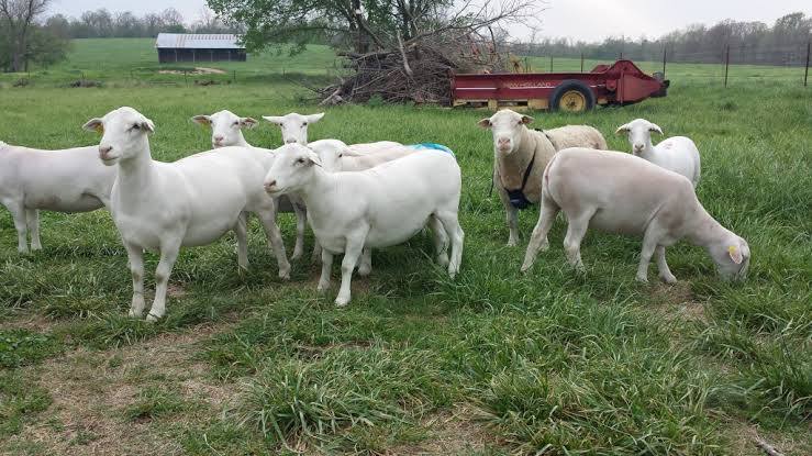 Pure White dorper sheep for sale