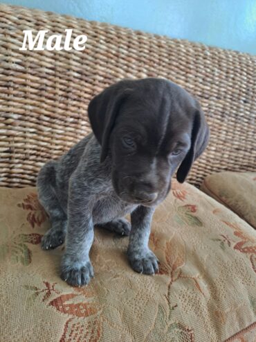 German Short-haired Pointers