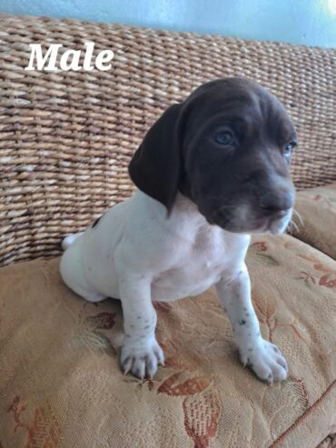 German Short-haired Pointers