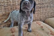 German Short-haired Pointers