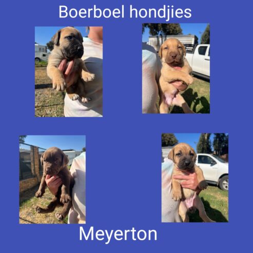 Boerboel puppies