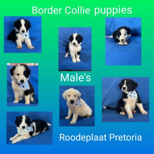 Border Collie puppies