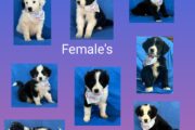 Border Collie puppies