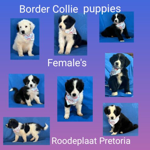 Border Collie puppies