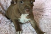 American pit bull puppies