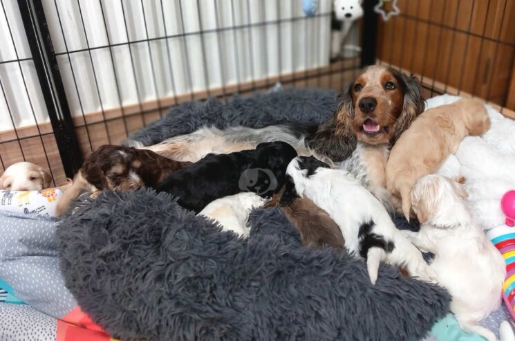 Stunning show type cockapoo puppies!