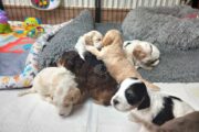 Stunning show type cockapoo puppies!