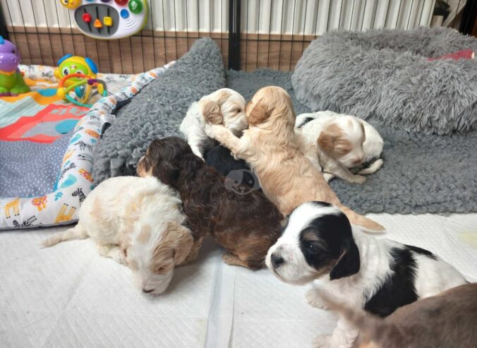 Stunning show type cockapoo puppies!