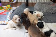 Stunning show type cockapoo puppies!