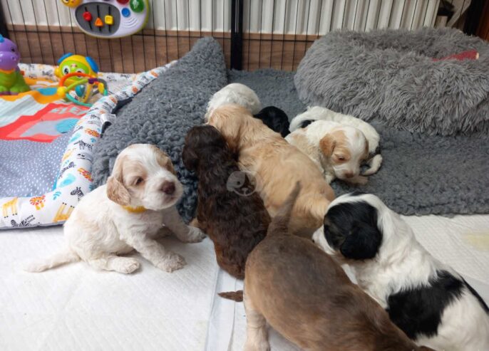 Stunning show type cockapoo puppies!